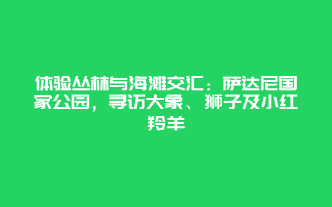 体验丛林与海滩交汇：萨达尼国家公园，寻访大象、狮子及小红羚羊