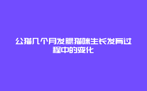 公猫几个月发腮猫咪生长发育过程中的变化