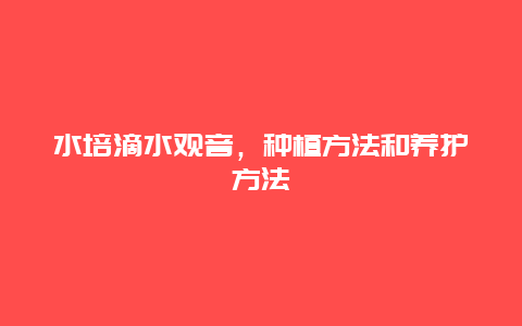 水培滴水观音，种植方法和养护方法