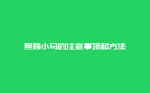 照顾小马的注意事项和方法