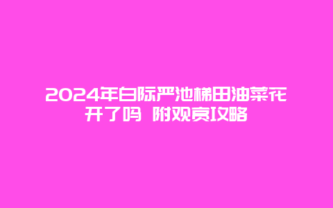 2024年白际严池梯田油菜花开了吗 附观赏攻略