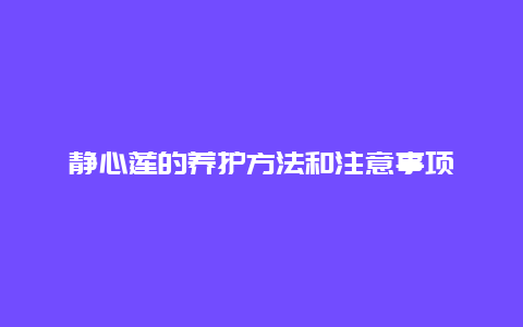 静心莲的养护方法和注意事项