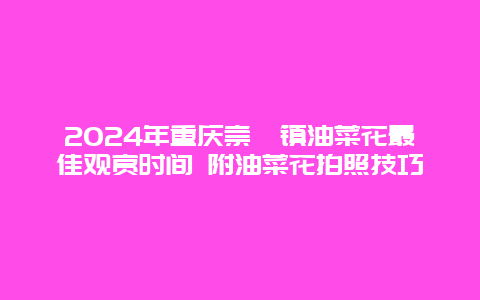 2024年重庆崇龛镇油菜花最佳观赏时间 附油菜花拍照技巧