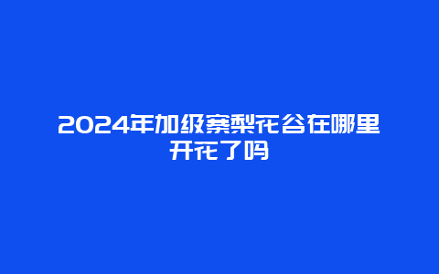 2024年加级寨梨花谷在哪里开花了吗