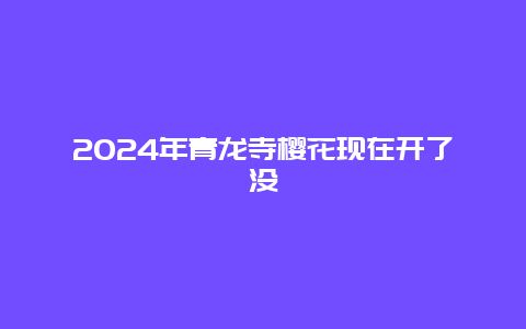 2024年青龙寺樱花现在开了没