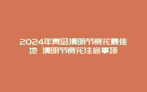 2024年青岛清明节赏花最佳地 清明节赏花注意事项