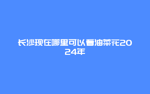 长沙现在哪里可以看油菜花2024年