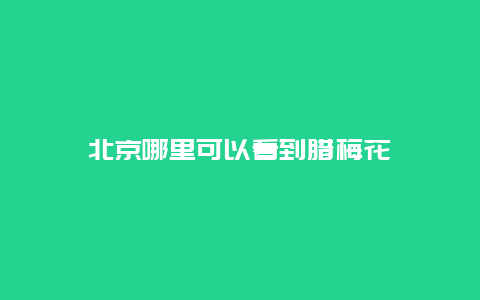 北京哪里可以看到腊梅花