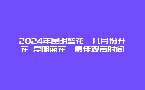 2024年昆明蓝花楹几月份开花 昆明蓝花楹最佳观赏时间