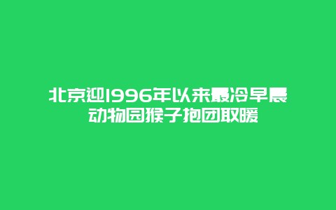 北京迎1996年以来最冷早晨 动物园猴子抱团取暖