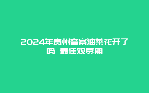 2024年贵州音寨油菜花开了吗 最佳观赏期