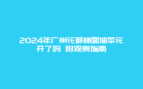 2024年广州花都梯面油菜花开了吗 附观赏指南