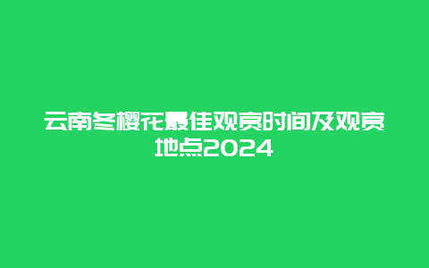 云南冬樱花最佳观赏时间及观赏地点2024