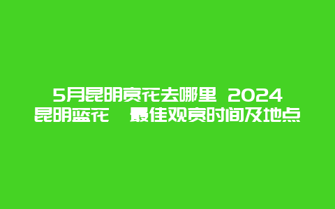 5月昆明赏花去哪里 2024昆明蓝花楹最佳观赏时间及地点