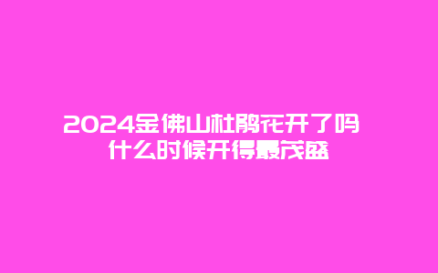 2024金佛山杜鹃花开了吗 什么时候开得最茂盛