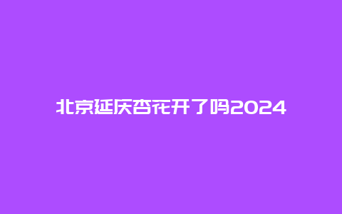 北京延庆杏花开了吗2024