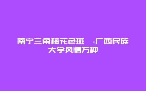 南宁三角梅花色斑斓-广西民族大学风情万种