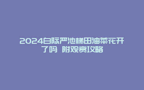 2024白际严池梯田油菜花开了吗 附观赏攻略