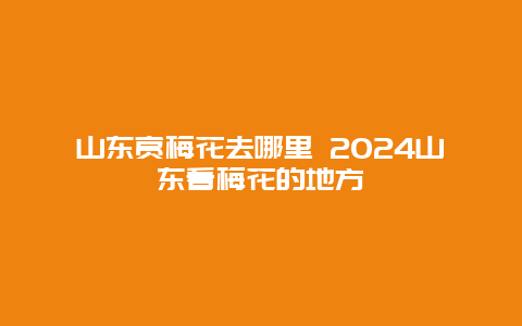 山东赏梅花去哪里 2024山东看梅花的地方