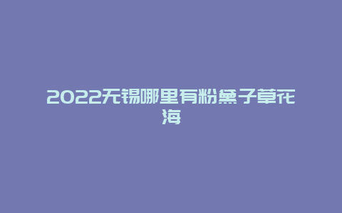 2022无锡哪里有粉黛子草花海