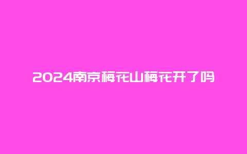 2024南京梅花山梅花开了吗