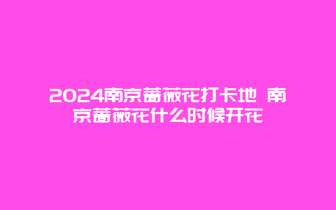 2024南京蔷薇花打卡地 南京蔷薇花什么时候开花