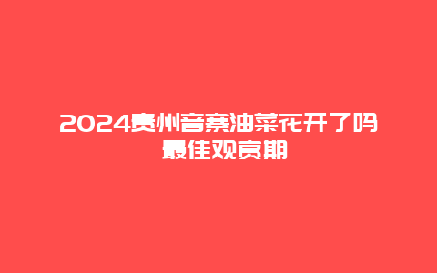 2024贵州音寨油菜花开了吗 最佳观赏期