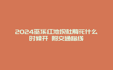 2024巫溪红池坝杜鹃花什么时候开 附交通路线