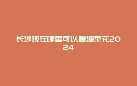 长沙现在哪里可以看油菜花2024