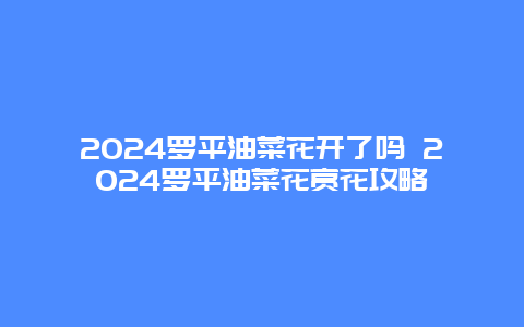 2024罗平油菜花开了吗 2024罗平油菜花赏花攻略