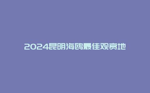 2024昆明海鸥最佳观赏地