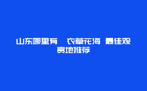 山东哪里有薰衣草花海 最佳观赏地推荐