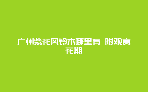 广州紫花风铃木哪里有 附观赏花期