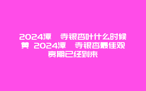 2024潭柘寺银杏叶什么时候黄 2024潭柘寺银杏最佳观赏期已经到来