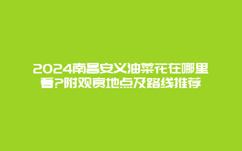 2024南昌安义油菜花在哪里看?附观赏地点及路线推荐