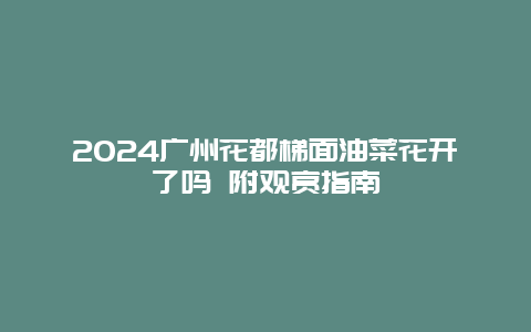 2024广州花都梯面油菜花开了吗 附观赏指南