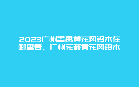 2024广州番禺黄花风铃木在哪里看，广州花都黄花风铃木