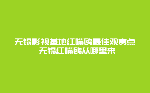 无锡影视基地红嘴鸥最佳观赏点 无锡红嘴鸥从哪里来